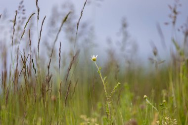 Bir bahar çayırında Poa pratensis