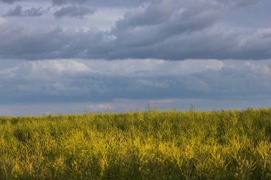 Gün batımında kolza tohumu hasadıyla tarla