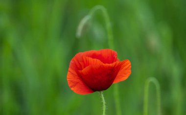 Vahşi kırmızı gelincik başı.