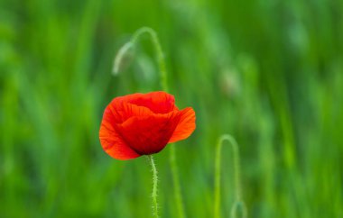 Vahşi kırmızı gelincik başı.