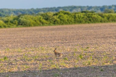Pürüzlü bir tarlada büyük bir tavşan