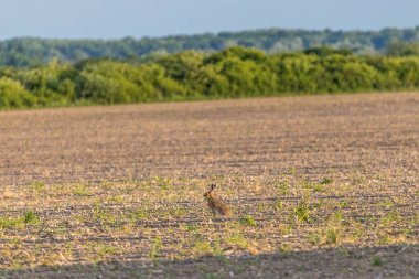 Pürüzlü bir tarlada büyük bir tavşan