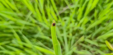 Bahar otlağında böcek kenesi