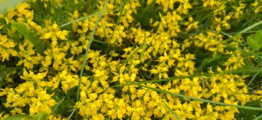 Genista Pilosa İlkbaharda bir dağ çayırında