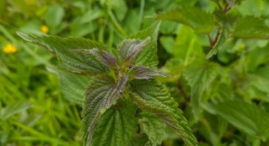 Bir dağ deresinin kıyısındaki Urtica dioica