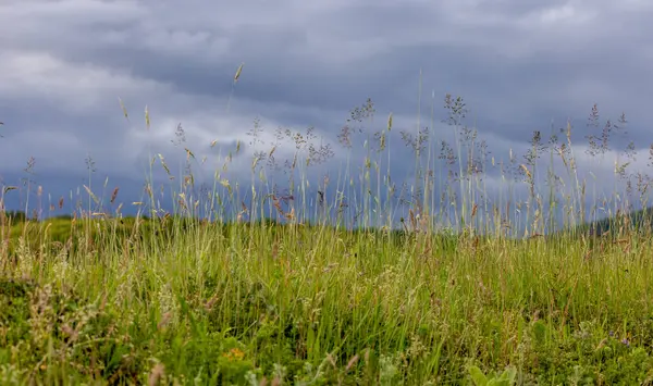 Bir bahar çayırında Poa pratensis