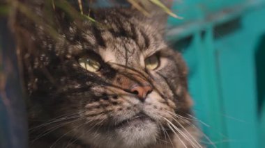 Mermer renkli bir rakunun pusuya düşürülmüş portresi.