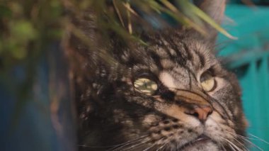 Mermer renkli bir rakunun pusuya düşürülmüş portresi.