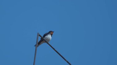 Televizyon anteni üzerinde şehir kırlangıcı ve serçeler