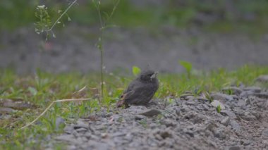 Phoenicurus ochruros civcivi yuvadan düştü