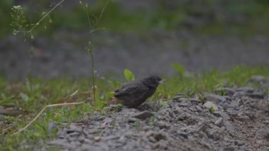 Phoenicurus ochruros civcivi yuvadan düştü