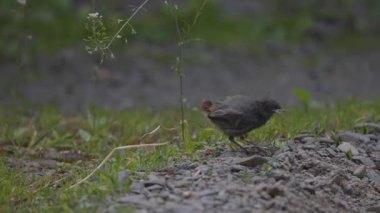 Phoenicurus ochruros civcivi yuvadan düştü