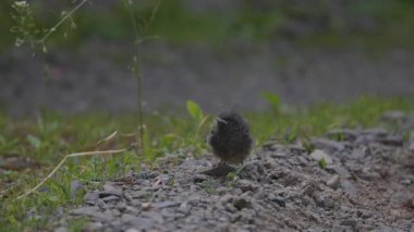 Phoenicurus ochruros civcivi yuvadan düştü