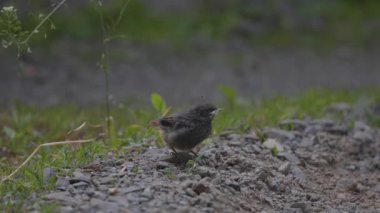Phoenicurus ochruros civcivi yuvadan düştü