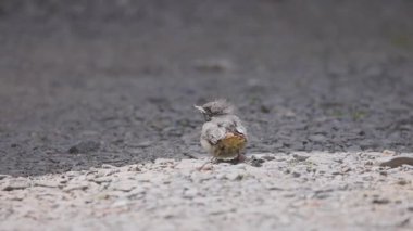 Phoenicurus ochruros civcivi yuvadan düştü