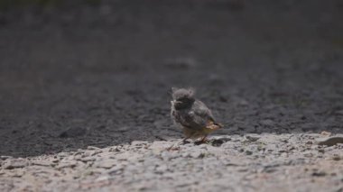 Phoenicurus ochruros civcivi yuvadan düştü