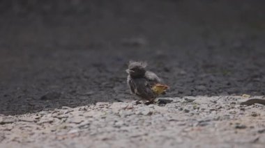 Phoenicurus ochruros civcivi yuvadan düştü