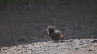 Phoenicurus ochruros civcivi yuvadan düştü