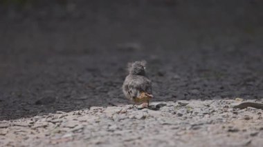Phoenicurus ochruros civcivi yuvadan düştü