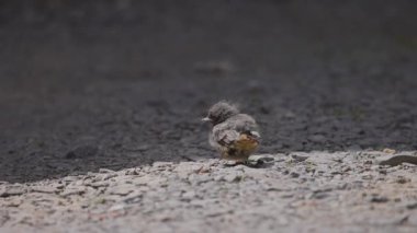 Phoenicurus ochruros civcivi yuvadan düştü