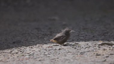 Phoenicurus ochruros civcivi yuvadan düştü
