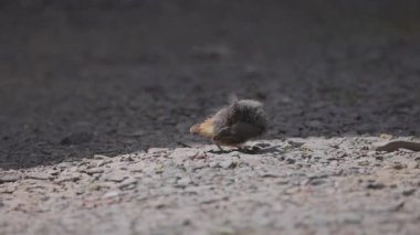 Phoenicurus ochruros civcivi yuvadan düştü