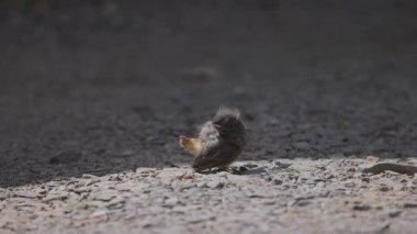 Phoenicurus ochruros civcivi yuvadan düştü