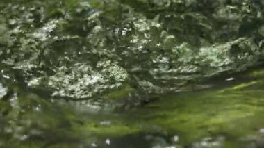 Bir dağ deresindeki yeşil yaprakların doku yansıması