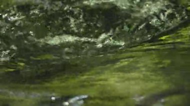 Bir dağ deresindeki yeşil yaprakların doku yansıması