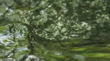 Bir dağ deresindeki yeşil yaprakların doku yansıması