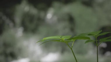 Ormandaki şelalenin arka planındaki sulu yeşil bitkiler