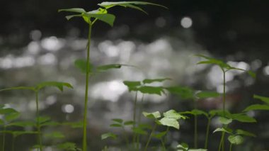 Ormandaki şelalenin arka planındaki sulu yeşil bitkiler
