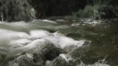 Bahar ormanında fırtınalı bir şelale.