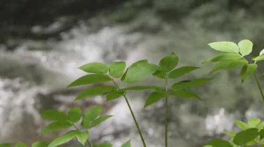 Ormandaki şelalenin arka planındaki sulu yeşil bitkiler