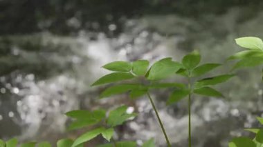 Ormandaki şelalenin arka planındaki sulu yeşil bitkiler