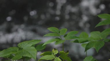 Ormandaki şelalenin arka planındaki sulu yeşil bitkiler