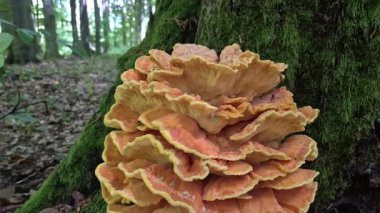 Ağaçtaki dev parazit mantar Laetiporus.
