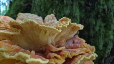 Ağaçtaki dev parazit mantar Laetiporus.