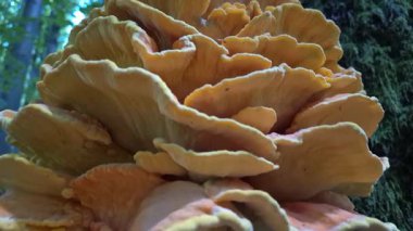 Ağaçtaki dev parazit mantar Laetiporus.