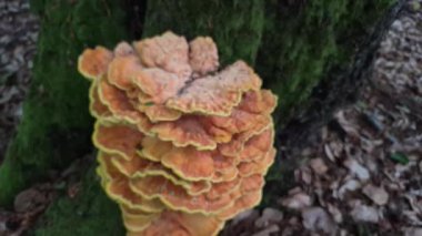 Ağaçtaki dev parazit mantar Laetiporus.