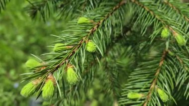 Spruce Piceoideae 'nin genç filizleri