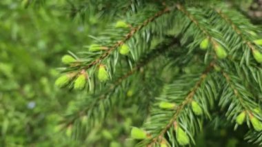 Spruce Piceoideae 'nin genç filizleri