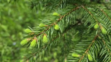 Spruce Piceoideae 'nin genç filizleri