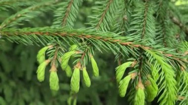 Spruce Piceoideae 'nin genç filizleri