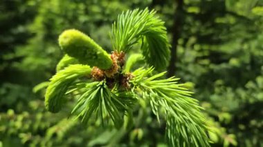 Spruce Piceoideae 'nin genç filizleri