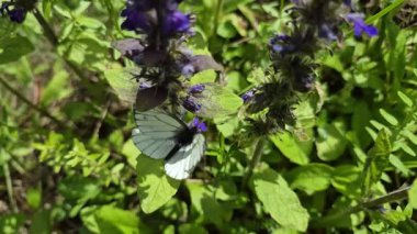 Pieris marginalis kelebeği nektar topluyor.