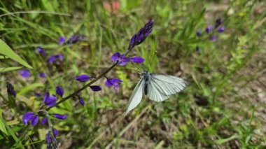 Pieris marginalis kelebeği nektar topluyor.