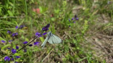 Pieris marginalis kelebeği nektar topluyor.