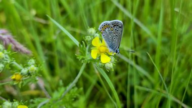 Ortak Mavi Kelebek nektar topluyor