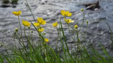Ranunculus auricomus bir dağ deresinin kıyısında.